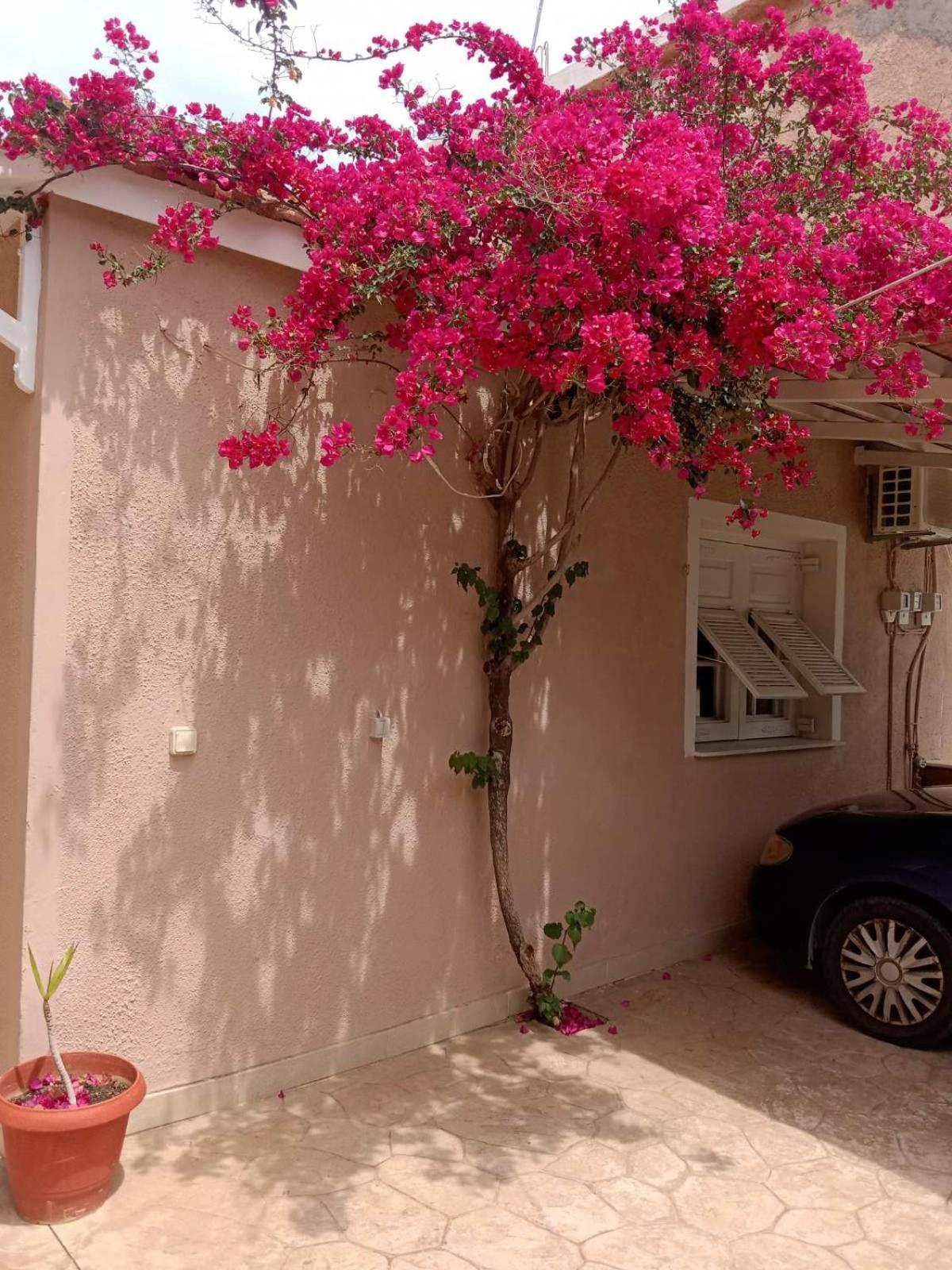 Menegis Apartment Zakynthos Town Exterior photo